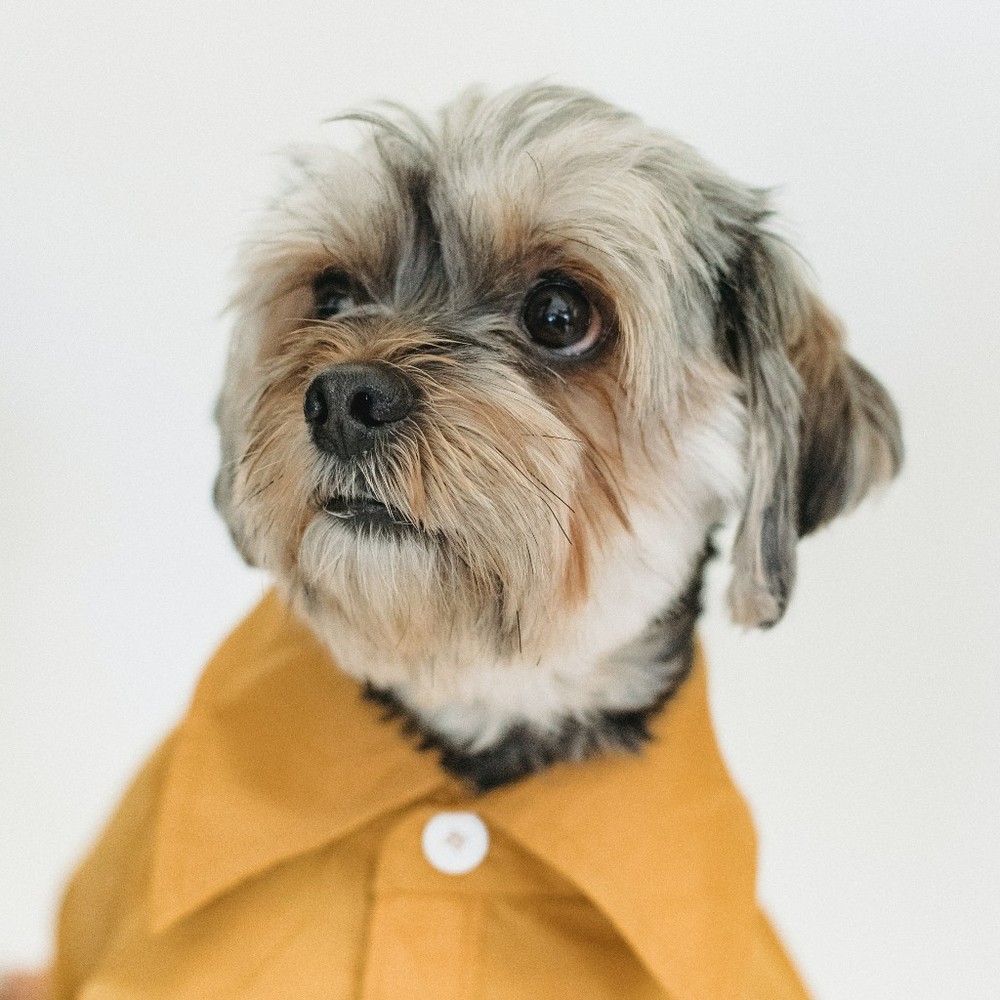 All dogs deserve to look fetching!